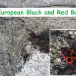 My First Encounter with a Black and Red Bug (In the Czech Republic)