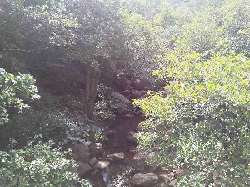 Mountain Stream (Algeciras, Spain)
