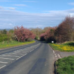 Cherry blossom at the side of the road on the approach to Romanby Village