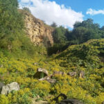 View of Skyline and vegetation from the bottom of Middridge Quarry (County Durham)